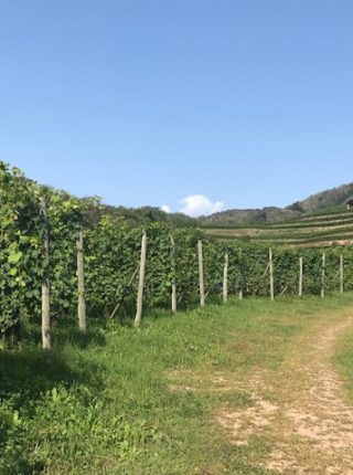 Radfahren durch die Bocas Weinberge
