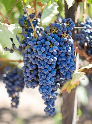 Radfahren durch die Bocas Weinberge