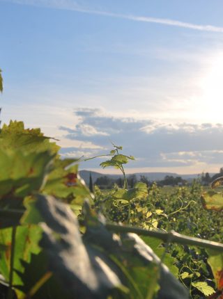 Radfahren durch die Bocas Weinberge