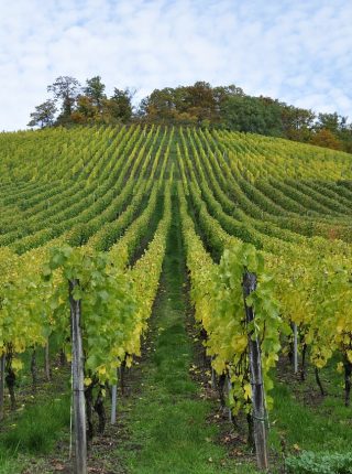Radfahren durch die Bocas Weinberge