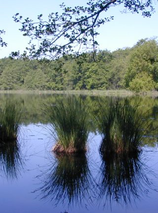 Lagoni Park