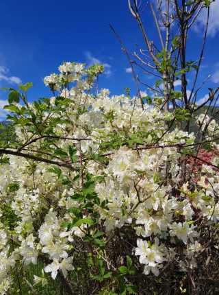 Stresa-Fondotoce-Mergozzo