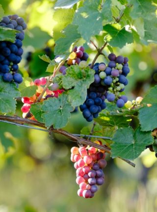 Tra il Sesia ed i Vigneti dei Colli Novaresi