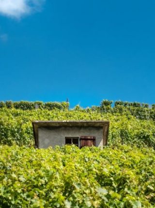 Tra il Sesia ed i Vigneti dei Colli Novaresi