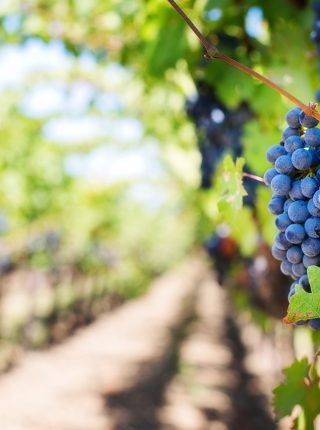 Tra il Sesia ed i Vigneti dei Colli Novaresi