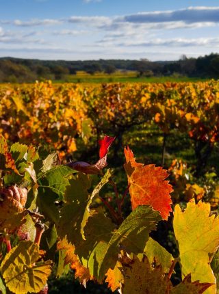 Tra il Sesia ed i Vigneti dei Colli Novaresi